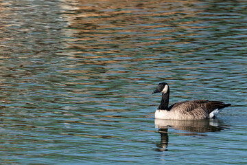 One Canada goose on a pond in autumn