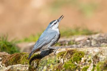 Anadolu sıvacısı » Krüper`s Nuthatch » Sitta krueperi