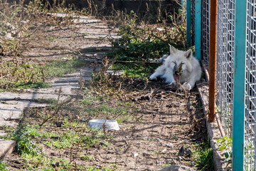 A big white wolf standing on top of a pile of dirt and tree branches. A fence in the background.