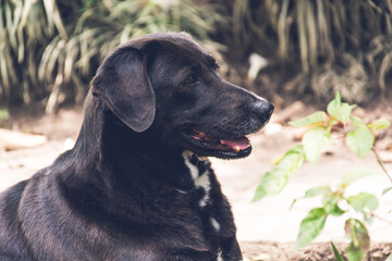 Perro labrador negro