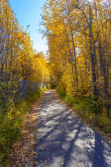 Obraz premium Fall pathway