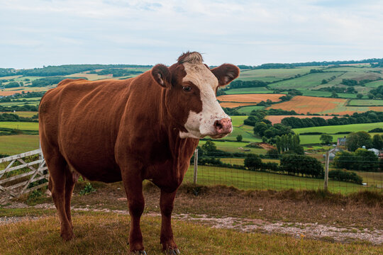 Adult red cow with white patch on her face standing by the entrance gate to the farmland and gravel road, beautiful Devonshire coutryside vista behind the animal