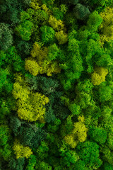 Naklejka premium Wall in the room decorated with stabilized moss. Moss and lichens for decoration of the interior. Eco design concept