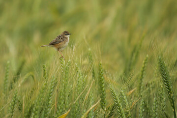 Zitting Cisticola (Cisticola juncidis) adult sitting on ears of grain in cereal field, Andalusia, Spain
