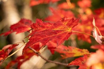 Closeup of Red Maple Leaf
