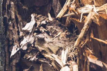 Árbol en descomposición