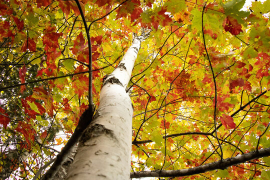 Upward Shot of A Birch Tree in Fall Spreading out its Branches