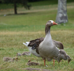 Naklejka na ściany i meble goose with goslings on the grass