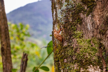 cicada shell hanging on colorful tree