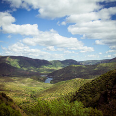 Landscape of terraced vineyards and olive trees in Douro Valley, northern Portugal, officially designated by UNESCO.