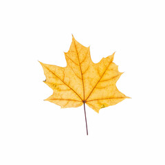 cut out fall leaf. yellow maple leaf isolated on a white background. fall minimal concept. autumn design element