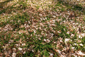 Petals of trees resting on the vine grass on a nice sunny day. Nature theme.