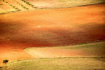 Agriculture fields of crops, olive oils in Alentejo region, Portugal