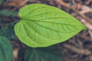 Hoja en forma de coraz&oacute;n