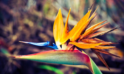 Beautiful close up of the blossom of the bird of the paradise flower, traditional one of Madeira island, Portugal