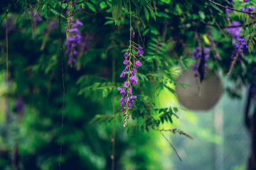 Summer green flourishing flowers background