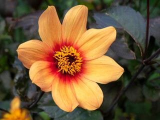 Closeup of a beautiful single Dahlia flower with orange petals in a garden