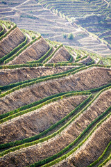 Terraced vineyards of the Douro Valley, Portugal that illustrates the viticulture and heritage