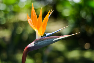 bird of paradise flower
