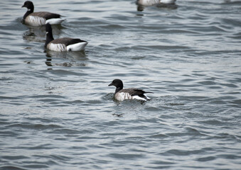 Brant