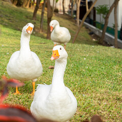 three ducks in the grass