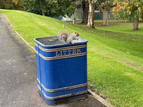 Squirrel Having Lunch, On Top Of The Litter Bin In, Bradford, Yorkshire, UK