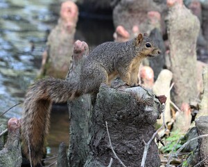 Naklejka na ściany i meble A Young Red Squirrel at the New Iberia City Park in Louisiana