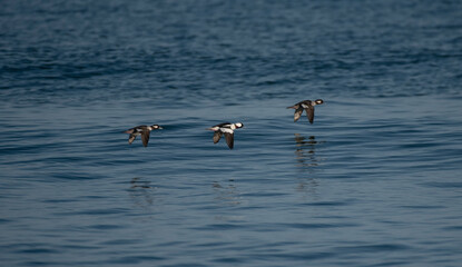 Bufflehead