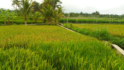 The rice fields are laid out with a traditional irrigation system on rice plants ready for harvest