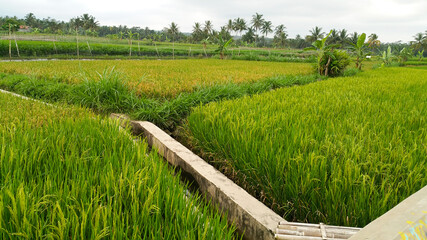 The rice fields are laid out with a traditional irrigation system on rice plants ready for harvest