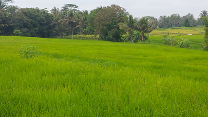 The green rice fields of young rice plants spread out in the morning sunlight