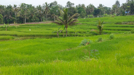 The green rice fields of young rice plants spread out in the morning sunlight