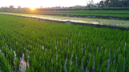 The green rice fields of young rice plants spread out in the morning sunlight