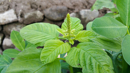 wild fresh green spinach plant flowers in the plantation area of ​​residents