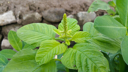 wild fresh green spinach plant flowers in the plantation area of ​​residents