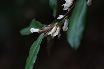 Elaeagnus pungens flowers / Elaeagnaceae evergreen shrub.