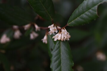 Elaeagnus pungens flowers / Elaeagnaceae evergreen shrub.