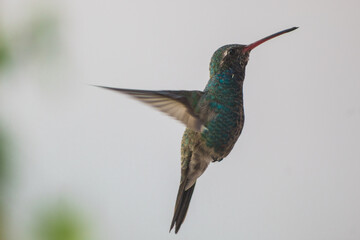 Colibrí en vuelo © Alan GC