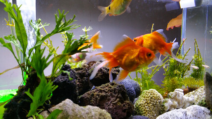 Beautiful Goldfish in an indoor aquarium and are maintained using a glass aquarium and led light