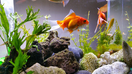 Beautiful Goldfish in an indoor aquarium and are maintained using a glass aquarium and led light