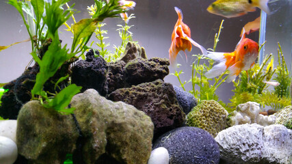 Beautiful Goldfish in an indoor aquarium and are maintained using a glass aquarium and led light