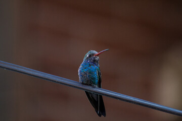 Colibri posando © Alan GC