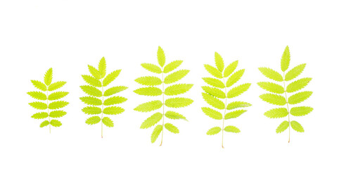 Green young acacia leaves on white background.