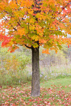 Old Sugar Maple (Acer saccharum) in autumn