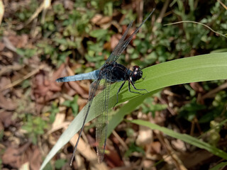 picture of a blue male marsh hawk dragonfly (orthetrum glaucum)