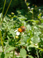 picture of asian honey bee on a black jack flower