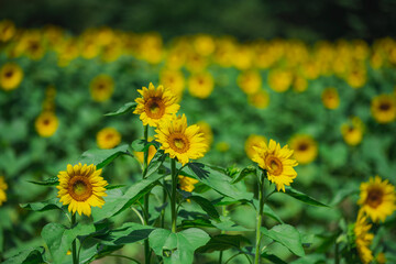 ひまわり畑の向日葵　ヒマワリ