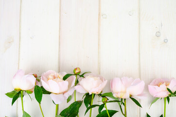 Delicious delicate pink peonies on white wooden surface.