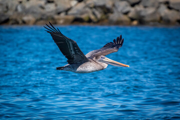 Pelican Gliding through the air