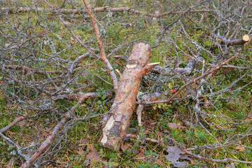 Pine branches on the ground.
